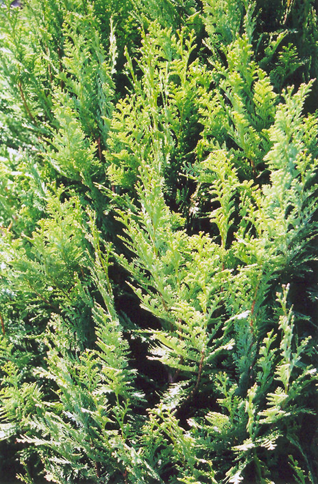 Lawson Falsecypress (Chamaecyparis lawsoniana) at Maple Greenhouses