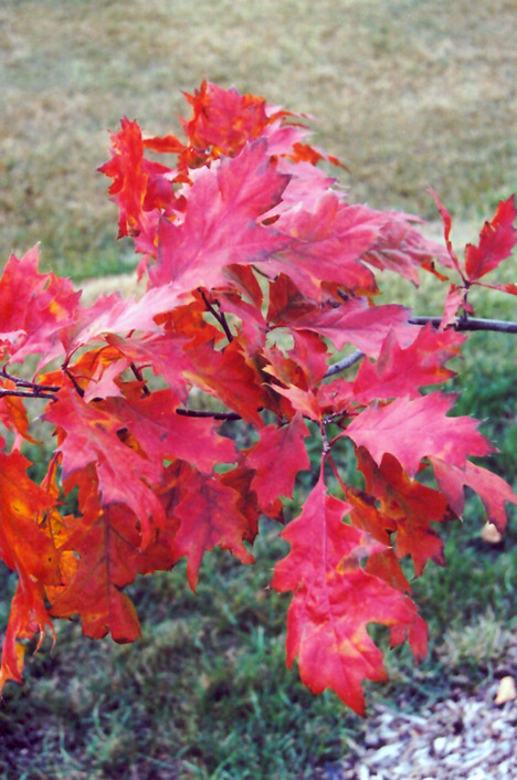 Red Oak (Quercus rubra) at Maple Greenhouses