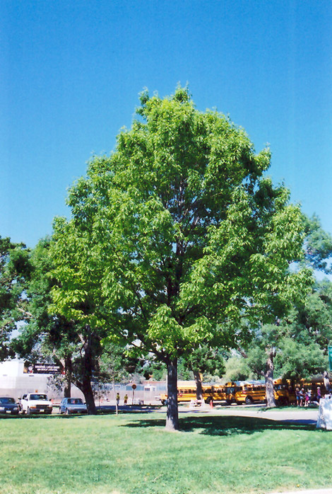 Red Oak (Quercus rubra) at Maple Greenhouses