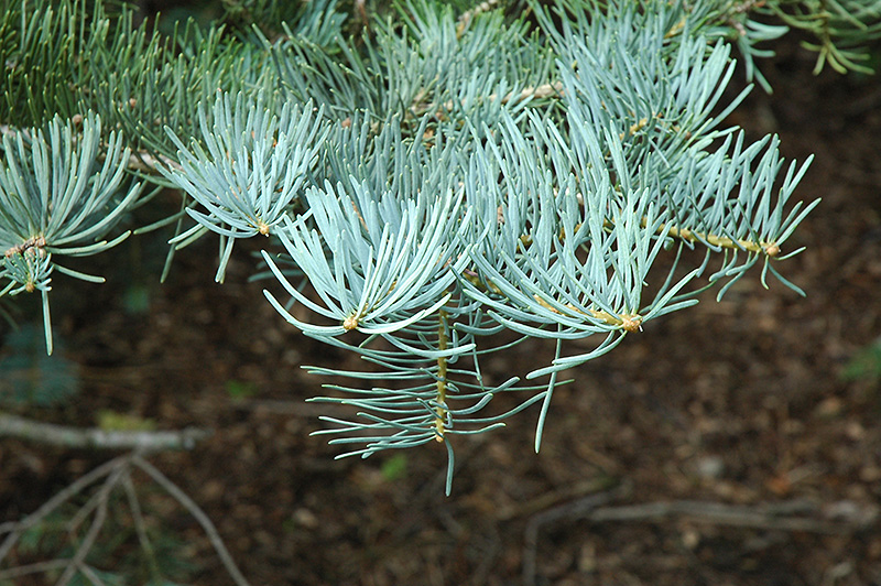 White Fir (Abies concolor) at Maple Greenhouses