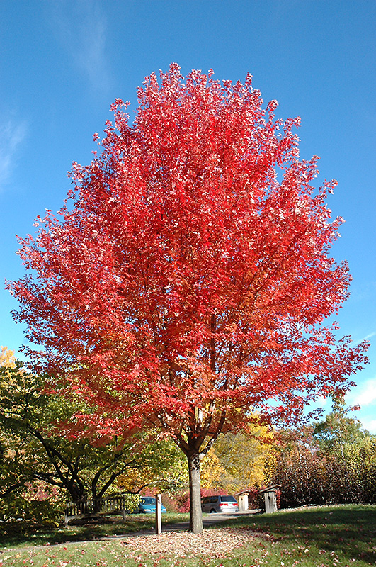 Autumn Blaze Maple (Acer x freemanii 'Jeffersred') at Maple Greenhouses