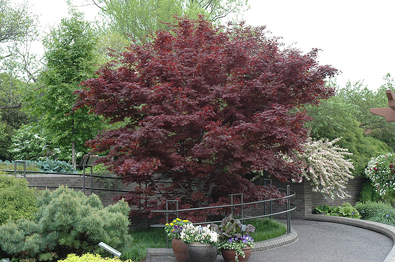 Bloodgood Japanese Maple (Acer palmatum 'Bloodgood') at Maple Greenhouses