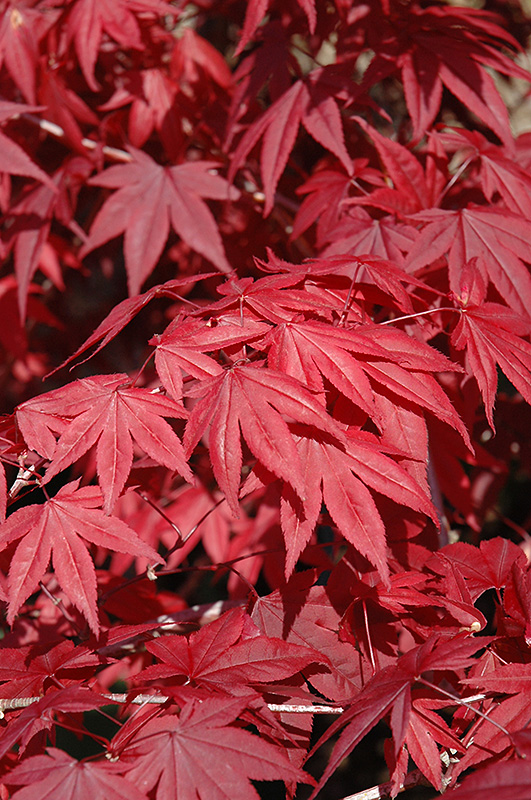 Emperor I Japanese Maple (Acer palmatum 'Wolff') at Maple Greenhouses