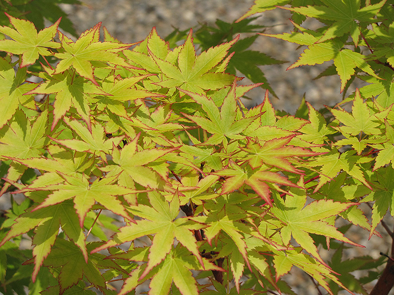 Coral Bark Japanese Maple (Acer palmatum 'Sango Kaku') at Maple Greenhouses