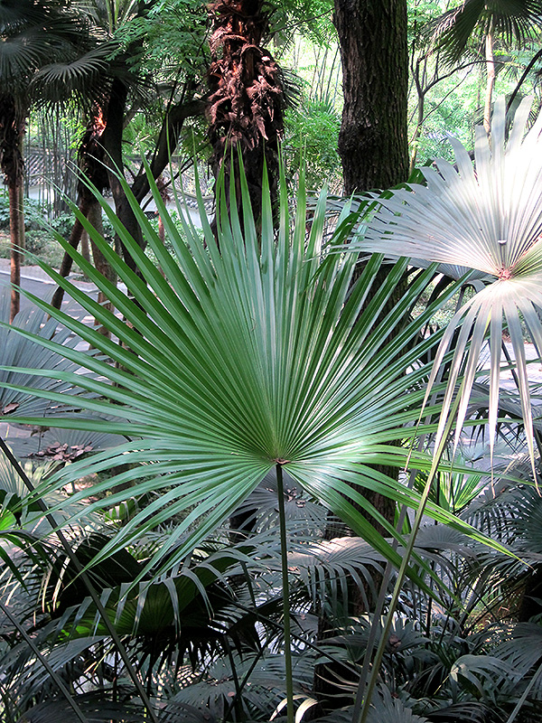 Chinese Fan Palm (Livistona chinensis) at Maple Greenhouses