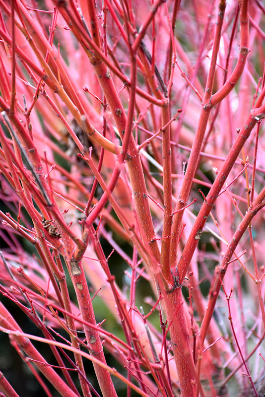 Coral Bark Japanese Maple (Acer palmatum 'Sango Kaku') at Maple Greenhouses