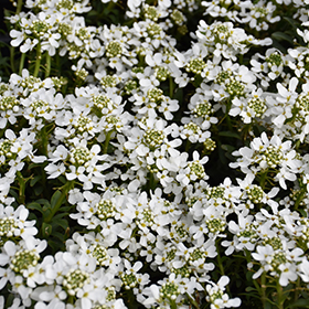 Plant Photo 9