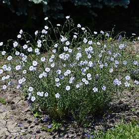Plant Photo 4
