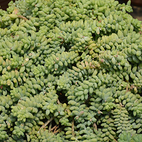 Plant Photo 8