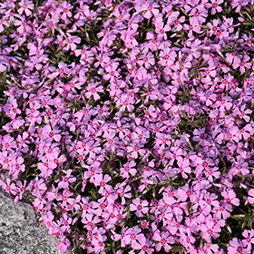 Plant Photo 8